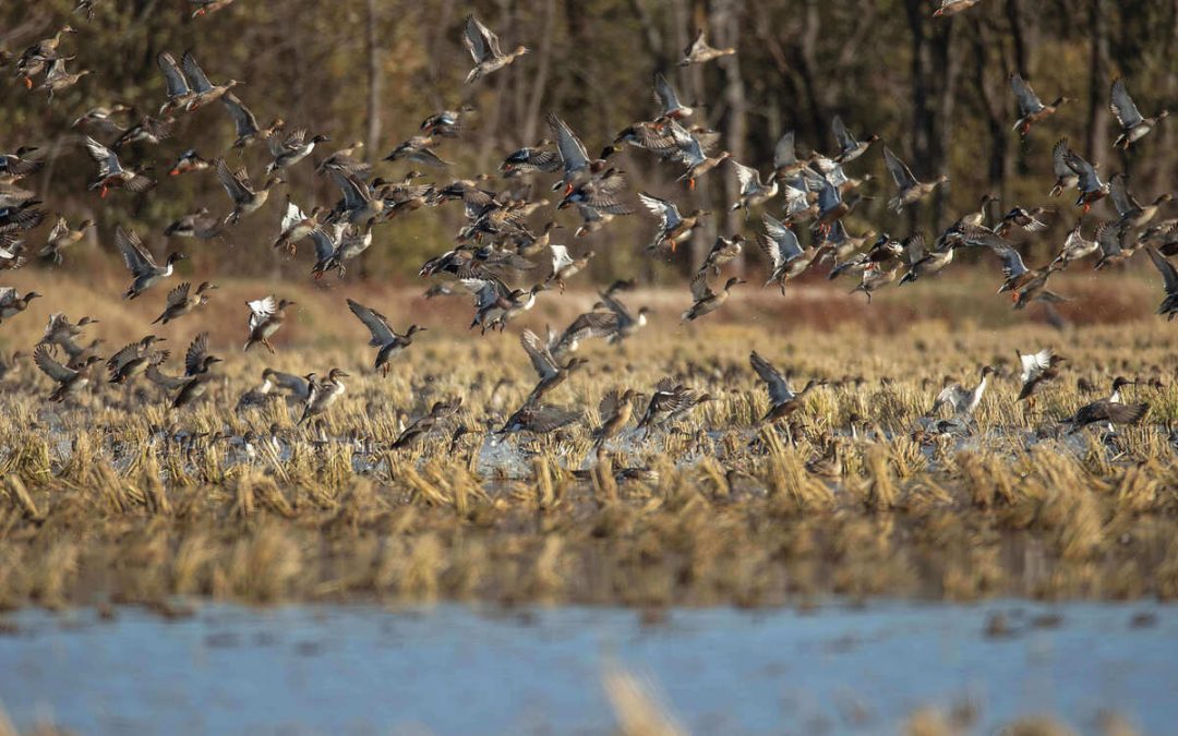 Conservation and Restoration: Our Shared Vision with Ducks Unlimited